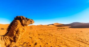 Morocco Desert Tours & Sahara Adventures | Private Desert Tours Morocco