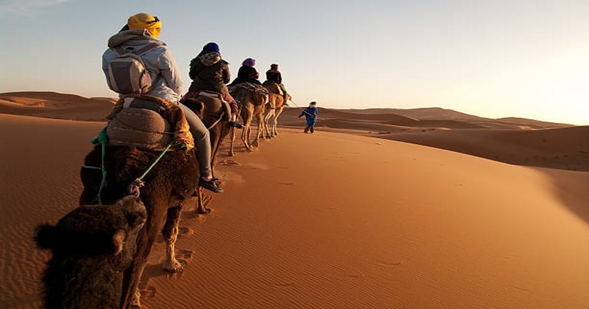 my desert tours contact