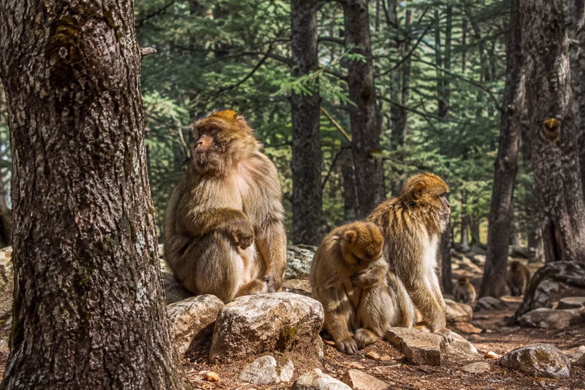 Barbary macaques among mature cedar trees near Azrou, Morocco